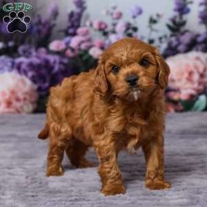 Chance, Cavapoo Puppy